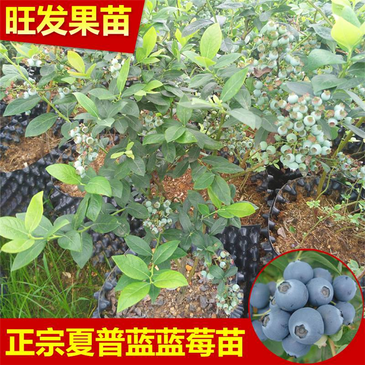 广东蓝莓苗供应商\广东蓝莓苗基地 