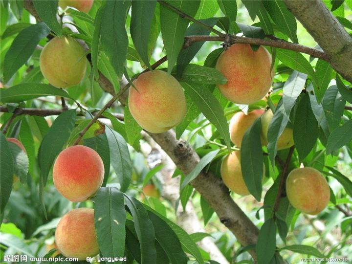 广州水蜜桃苗基地，广州水蜜桃苗，水蜜桃嫁接苗 