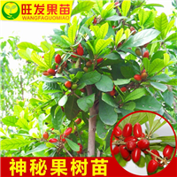 包邮神秘果树苗 惠州神秘果苗 惠州果苗 