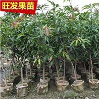 东莞芒果苗基地，东莞芒果苗，东莞水果苗 