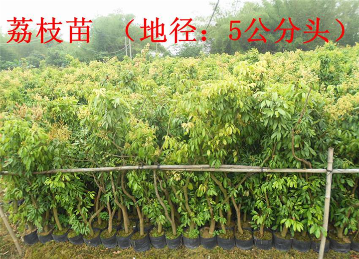 惠州果苗基地/惠州荔枝苗/博罗荔枝苗 