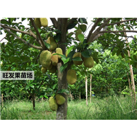 供应榴莲菠萝蜜苗，惠州榴莲菠萝蜜苗 