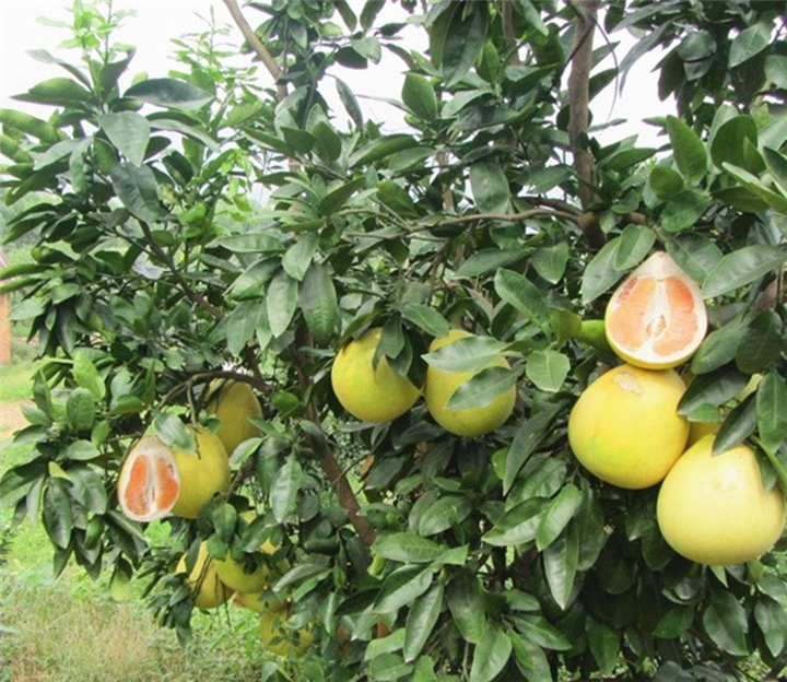 广州黄金蜜柚苗基地，广州黄金蜜柚苗，广州果苗 