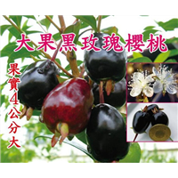 批发黑玫瑰樱桃苗，惠州樱桃苗，惠州果苗场 