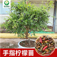广东手指柠檬苗