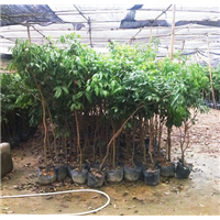 销售荔枝苗—供应荔枝苗—广东荔枝苗 