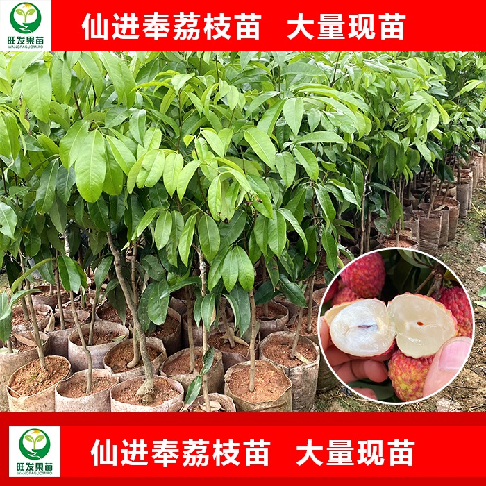 惠州仙进奉荔枝苗