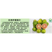东莞红肉柠檬苗批发，东莞红肉柠檬苗，东莞柠檬苗 
