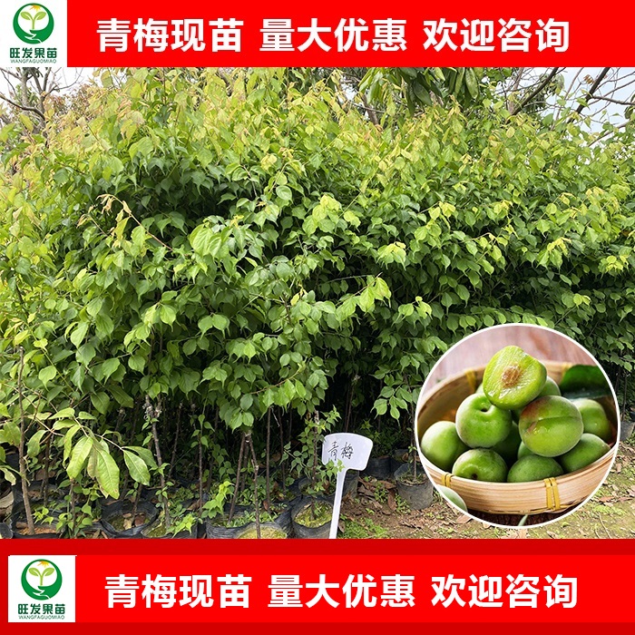 河源青梅苗