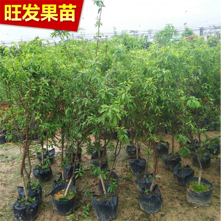 惠州三华李苗，供应三华李苗，广东三华李苗 