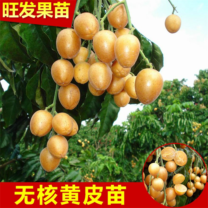 供应无核黄皮苗、惠州黄皮苗基地 
