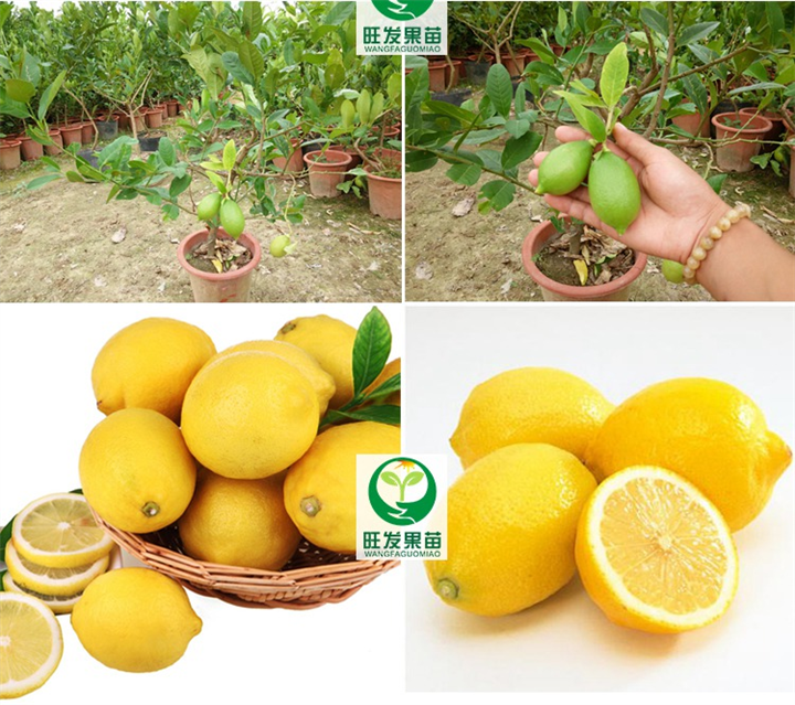 四季香水无核柠檬苗，香水无核柠檬苗，惠州无核柠檬苗 