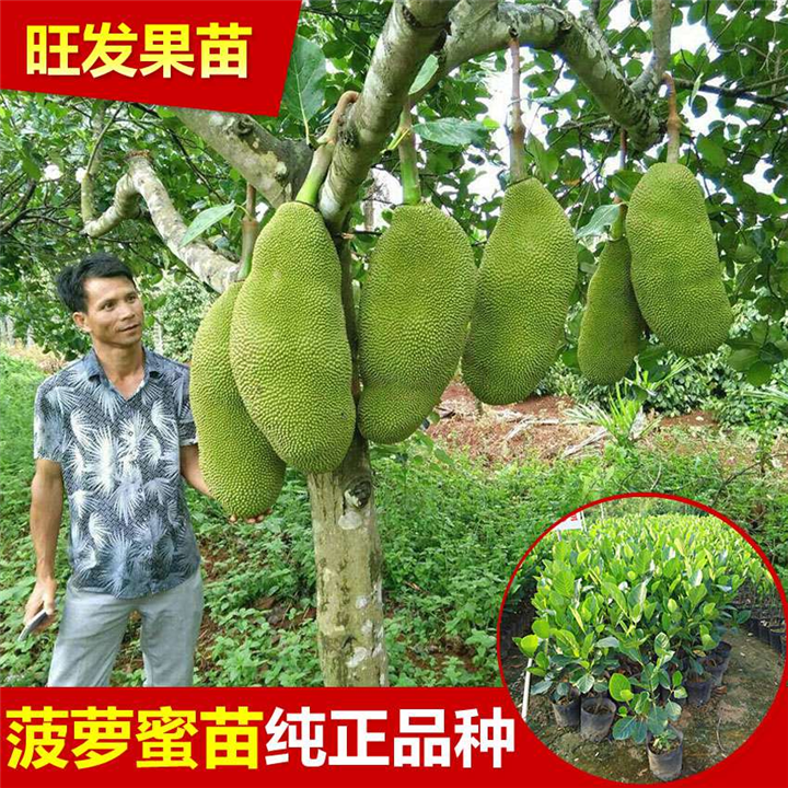 广东四季菠萝蜜苗—惠州四季菠萝蜜苗 