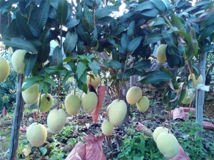 惠阳凯特芒果苗基地\惠州凯特芒果苗批发 