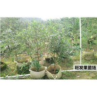 广东黑玫瑰樱桃苗基地，广东樱桃苗，广东果树苗 