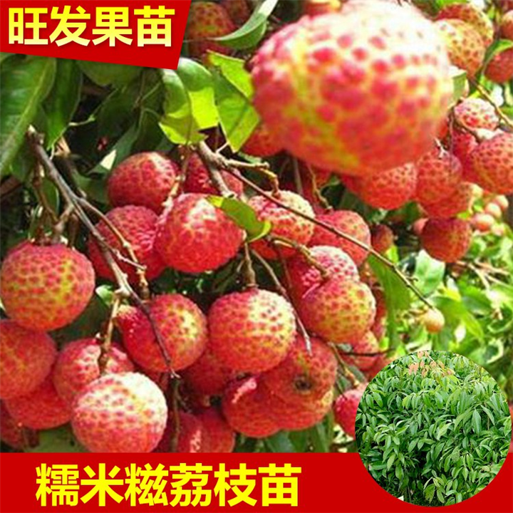 供应糯米糍荔枝苗，惠州荔枝嫁接苗，惠州荔枝苗 