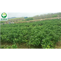 惠州沃柑苗价格，惠州沃柑苗，批发沃柑苗 