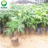 新品种夏威夷木瓜苗，惠州木瓜苗批发电话 