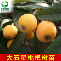 广东枇杷苗\龙门枇杷苗\广东出售枇杷苗 
