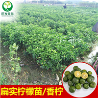 东莞扁实柠檬苗\东莞柠檬苗\东莞果苗 