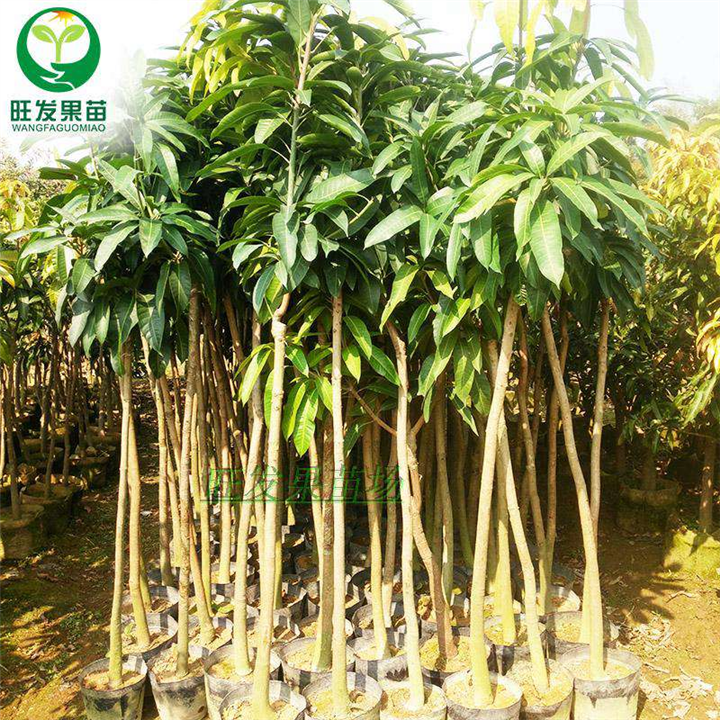 惠州澳芒果苗-澳芒果苗价格-惠州果苗 