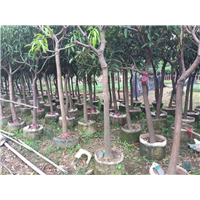 供应芒果苗\惠东芒果苗\惠州果苗场 