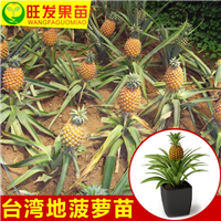惠州地菠萝苗|惠阳地菠萝苗|博罗地菠萝苗批发 