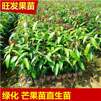 深圳芒果苗价格，深圳芒果苗，深圳果树苗 