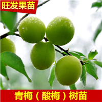 惠州青梅树苗，惠州酸梅苗，惠州果树苗 