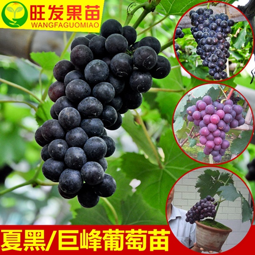 夏黑葡萄苗，广州葡萄苗，广州果苗批发 