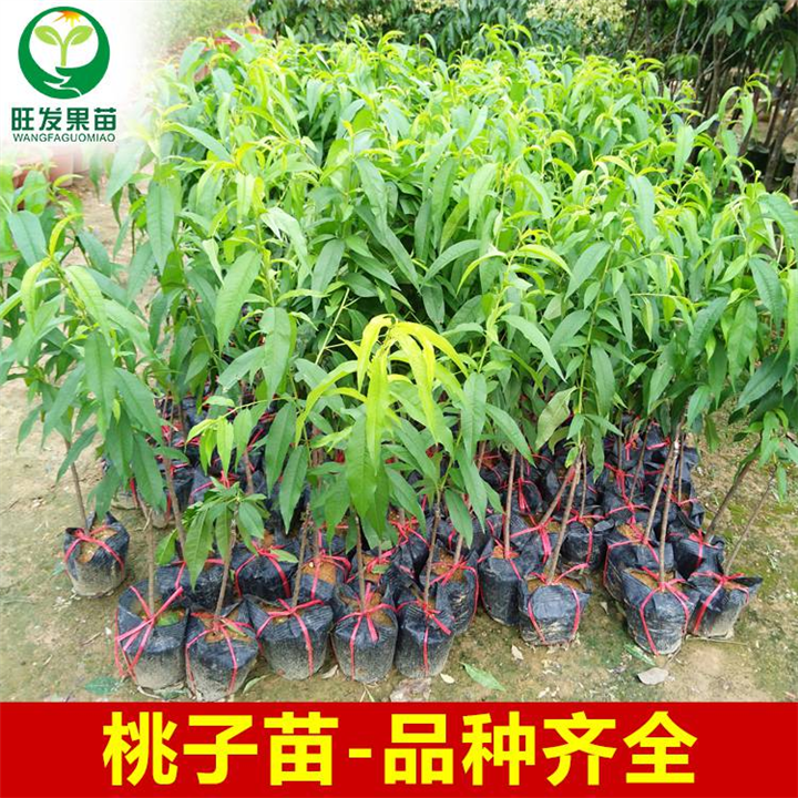 三月桃苗价格，惠州三月桃苗，广东三月桃苗 