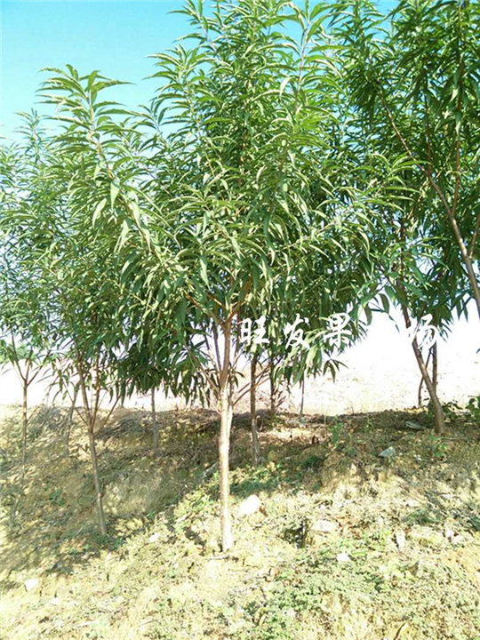 深圳桃花苗基地，深圳桃花苗，桃花苗价格 