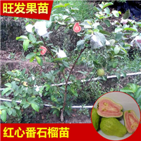 东莞红心番石榴苗，东莞番石榴苗，广东果树苗 