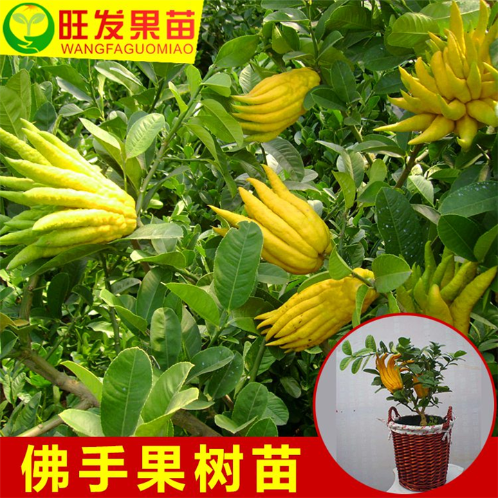 广州佛手苗批发，广州佛手苗，广东果苗价格 