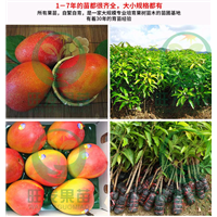 广东澳芒果苗|惠州澳芒果苗|惠阳澳芒果苗 