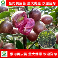 广西紫肉黄皮苗