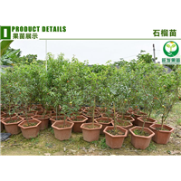 广东石榴苗，深圳石榴苗，深圳果树苗 