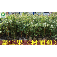 惠州果苗\惠州嘉宝果苗\广东嘉宝果苗 