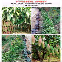 惠州象牙芒果苗价格，惠州象牙芒果苗，批发芒果苗 