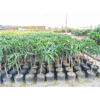 惠州四季芒果苗，惠州芒果苗，惠州果树苗 