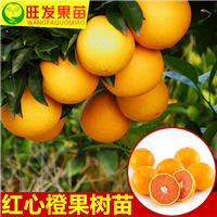惠州红心橙苗，惠州橙子苗，惠州果树苗 