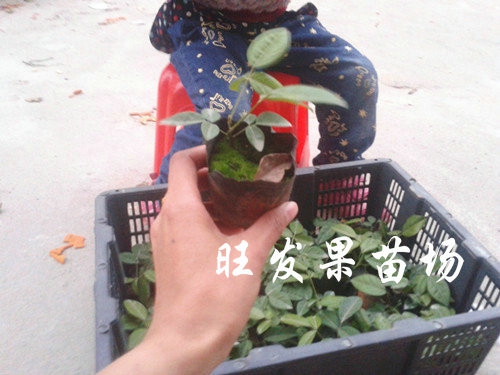东莞牛大力批发，东莞牛大力，广东牛大力苗 