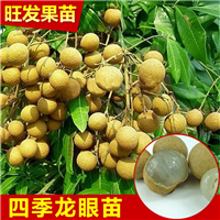 惠东龙眼苗、惠阳龙眼苗、大亚湾龙眼苗 