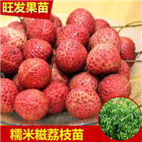 东莞果苗批发，东莞荔枝苗，东莞糯米糍荔枝苗 
