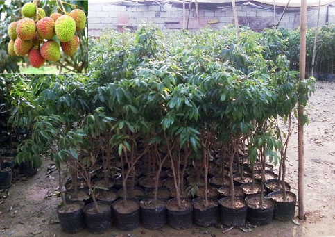 广州妃子笑荔枝苗，广州荔枝苗，广东荔枝苗 
