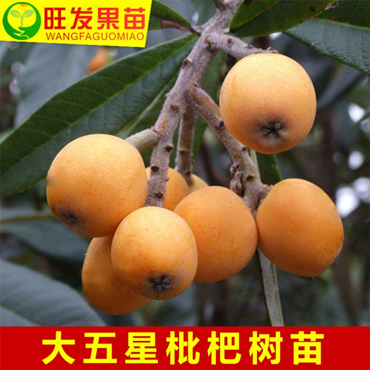 批发枇杷苗\惠阳枇杷苗\惠州枇杷苗供应 