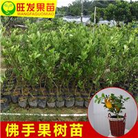 惠州佛手苗基地|惠州佛手苗|惠州果树苗 