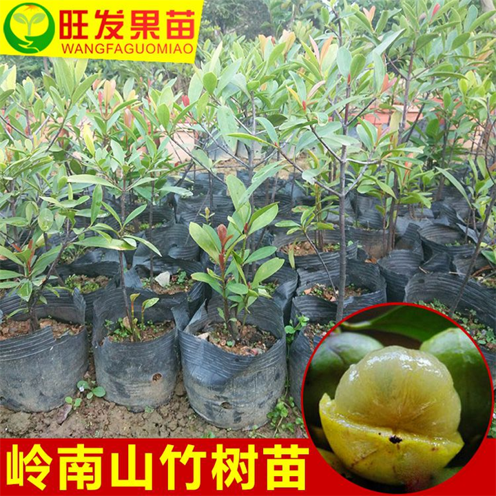 山竹嫁接苗，广东山竹苗，惠州山竹苗基地 