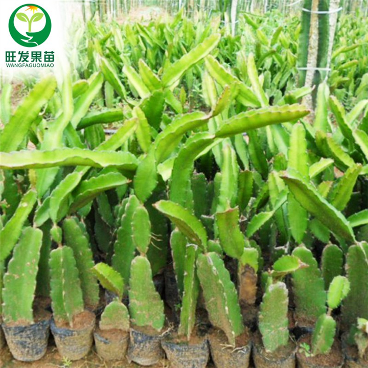 惠州火龙果苗供应，惠州火龙果苗出售 