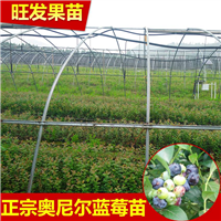 惠阳蓝莓苗；惠州蓝莓苗；蓝莓苗批发商 